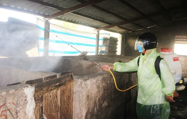 Tiêu độc, khử trùng tại các chuồng lợn ở Quảng Trị.