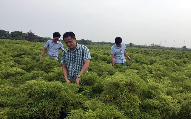 Anh Ðinh Văn Thuận (áo kẻ) trên cánh đồng cây đinh lăng của gia đình.
