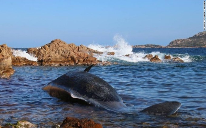 Xác cá nhà táng trôi dạt vào bãi biển thuộc điểm đến du lịch Porto Cervo nổi tiếng của Italy. (Ảnh: CNN)
