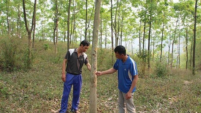 Sau 10 năm trồng và chăm sóc, hàng nghìn ha cao-su ở Sơn La vẫn chưa cho thu hoạch.