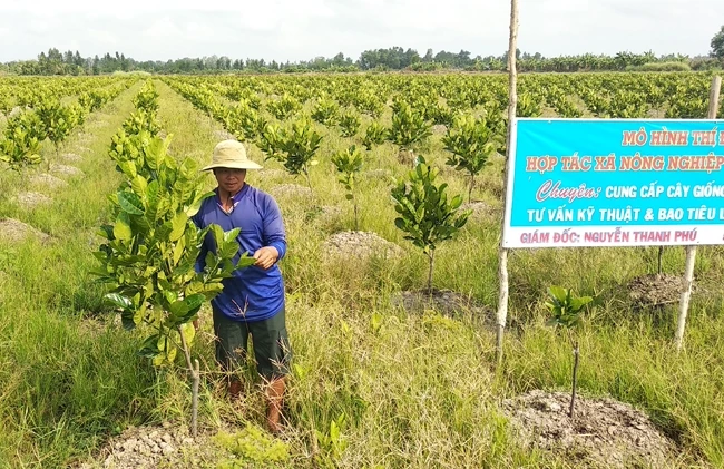 Khu vườn mít 28 công của anh Nguyễn Hữu Việt (xã Mỹ Thuận, huyện Bình Tân, tỉnh Vĩnh Long). 