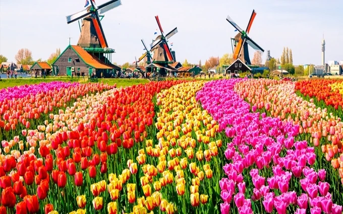 Cối xay gió và hoa tuy-líp, niềm tự hào của người Hà Lan. (Ảnh: Discover Holland)