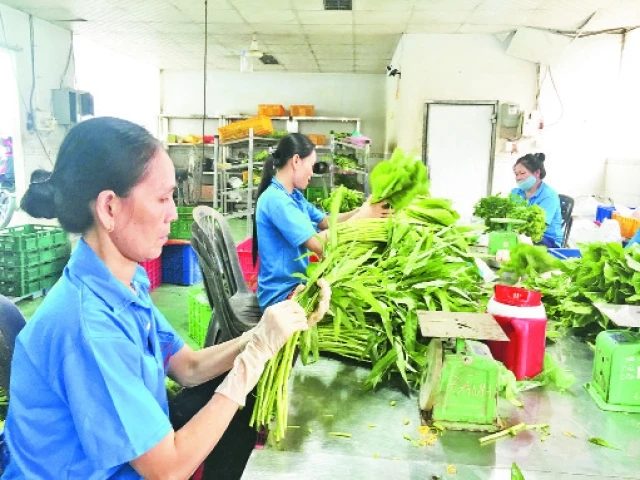 Hợp tác xã Nông nghiệp SX-TM-DV Phước An, huyện Bình Chánh chuyên sản xuất rau sạch theo tiêu chuẩn VietGAP.