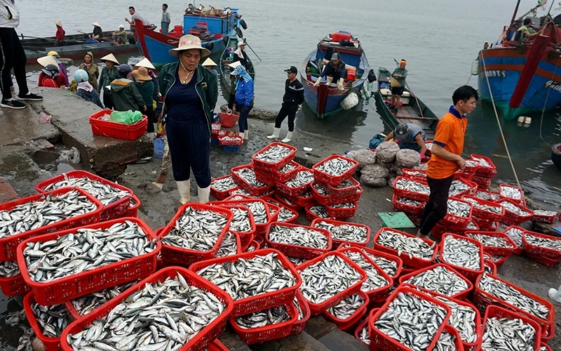 Những chuyến ra khơi vét sạch cá con vùng ven bờ biển Quảng Ninh.