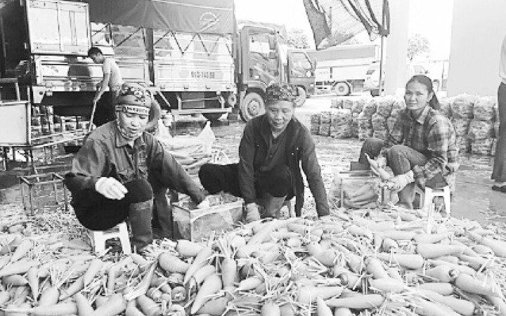 Mô hình cánh đồng rau an toàn ở xã Nhân Huệ (TP Chí Linh, tỉnh Hải Dương) cho sản phẩm đạt chuẩn tiêu thụ ở các hệ thống siêu thị lớn.