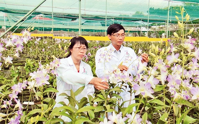 Thạc sĩ Lê Thị Thu Hằng kiểm tra quy trình sản xuất hoa lan Dendrobium trong nhà màng tại Trung tâm Công nghệ sinh học thành phố.