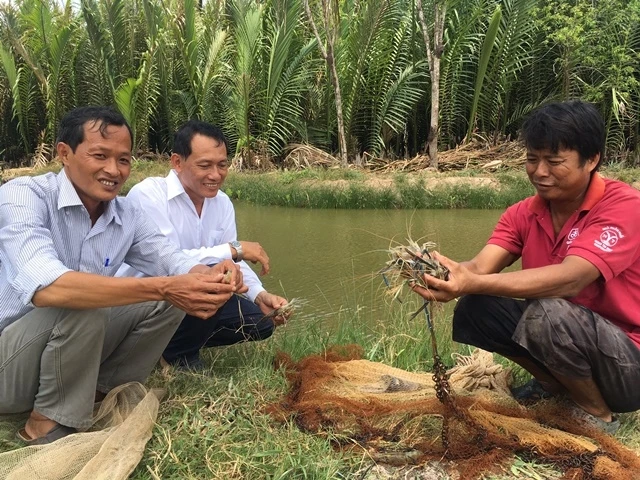 Nghề nuôi tôm tại Bến Tre phát triển mạnh, mang lại lợi nhuận cao