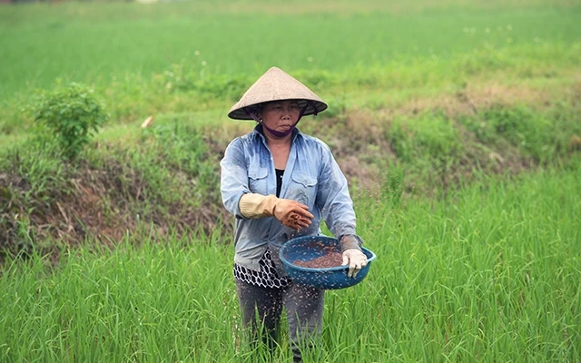 Người dân huyện Quốc Oai (TP Hà Nội) dùng phân bón chăm sóc lúa. Ảnh: MỸ HÀ