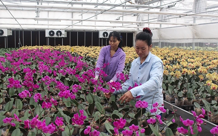 Mô hình trồng hoa lan công nghệ cao ở huyện Thủy Nguyên (Hải Phòng). Ảnh: THÚY HIÊN