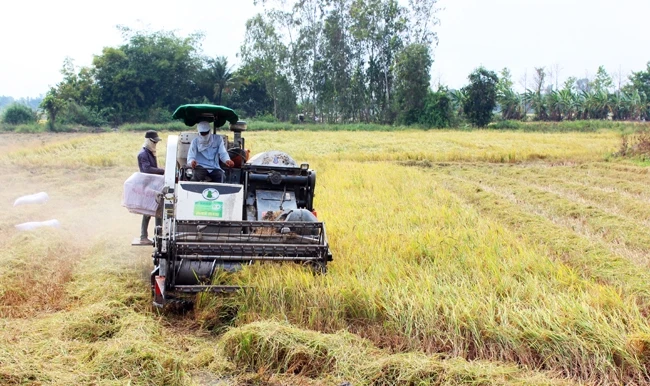 Nông dân huyện Thới Lai, TP Cần Thơ thu hoạch lúa bằng máy gặt đập liên hợp. Ảnh: TẤN PHÚC