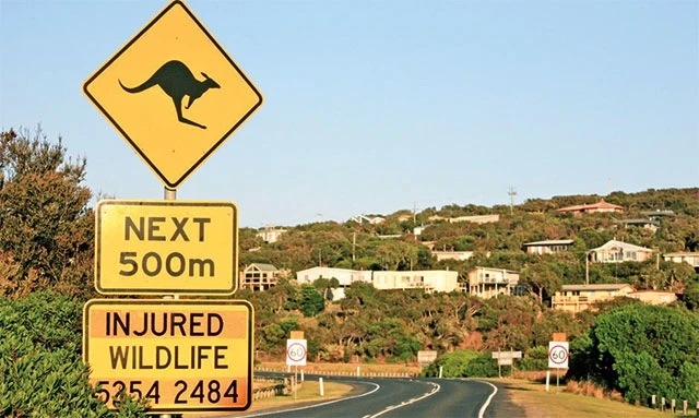 Biển báo Kangaroo và số điện thoại để gọi khi gặp động vật hoang dã bị thương.