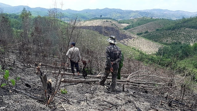 Một khu vực trồng cao-su của Công ty Agri Lắc bị người dân chặt phá, gây thiệt hại nặng nề.