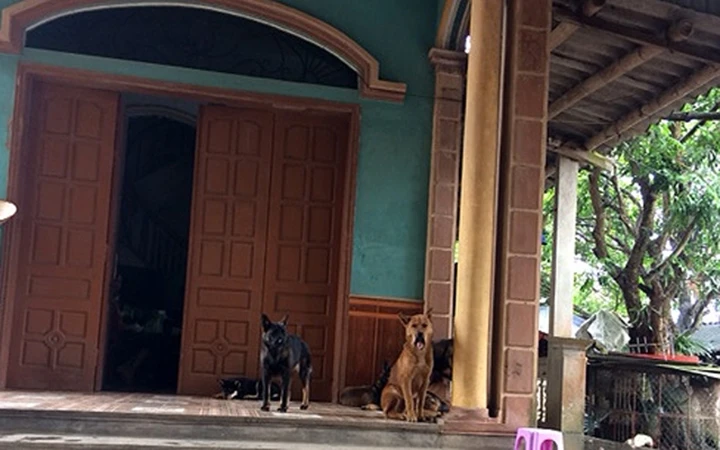 Đàn chó dữ của gia đình bà Lê Thị An, thôn Đồng Lý, thị trấn Lương Bằng, huyện Kim Động, tỉnh Hưng Yên.