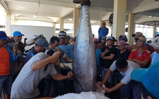 Cá ngừ vây xanh quý hiếm nặng 367 kg.