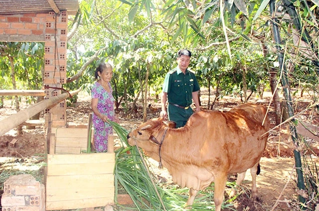 Bộ đội Biên phòng tỉnh Bình Phước tặng bò cho các hộ dân nghèo ở vùng biên giới.