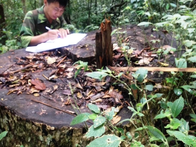 Lực lượng chức năng kiểm tra hiện trường gỗ Du Sam bị khai thác trái phép trong Khu bảo tồn thiên nhiên Nam Nung. 