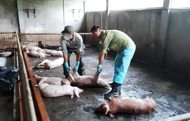 Lợn nhiễm dịch tả châu Phi bị chết, ở xã Bản Lầu (Lào Cai).