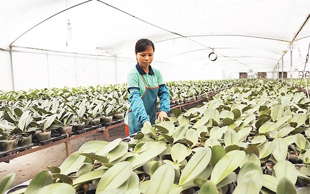 Trồng hoa lan trong nhà kính tại Hợp tác xã Ðan Hoài - Flora Việt Nam (huyện Ðan Phượng). Ảnh: Nhật Nam