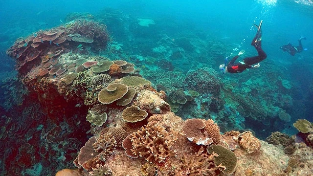 Một rặng san hô đang hồi phục ở Hawaii. Ảnh: NEWSWEEK