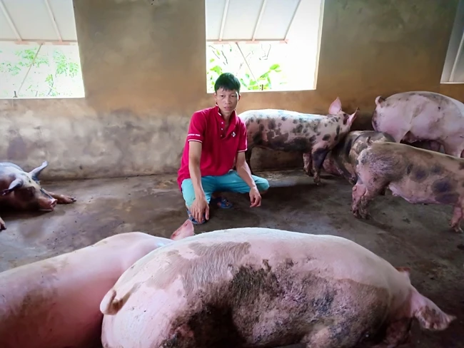 Ông Nguyễn Đình Bỉnh, thôn Liên Hồng, huyện Vũ Thư, tỉnh Thái Bình chưa nhận được tiền hỗ trợ tiêu hủy 2,3 tấn lợn ốm, chết do dịch tả lợn châu Phi. (Ảnh: MAI TÚ)