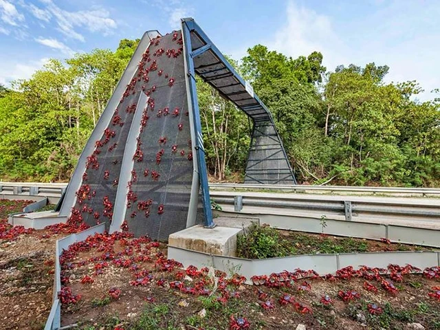 Vòng tuần hoàn bí ẩn
