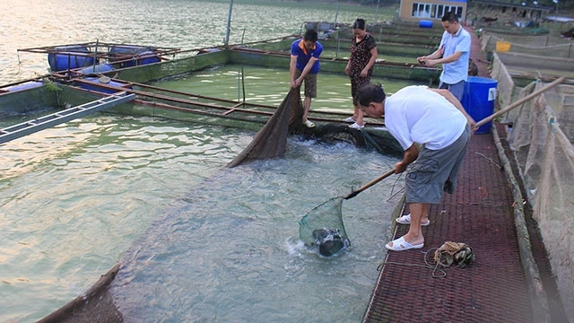 Cơ sở nuôi cá lồng trên hồ Vai Miếu của ông Lưu Văn Hạnh.