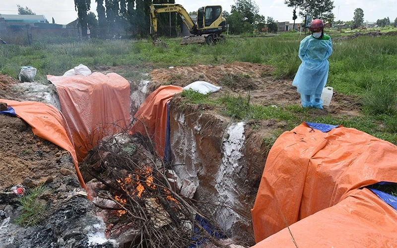 Ngành chức năng tỉnh Đồng Nai tiêu hủy lợn nhiễm bệnh dịch tả châu Phi tại huyện Trảng Bom. (ẢNH: THIÊN VƯƠNG)