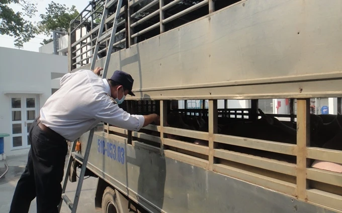 Nhân viên thú ý Trạm Kiểm dịch động vật Thủ Đức, quận Thủ Đức, kiểm tra lợn vận chuyển vào thành phố Hồ Chí Minh.