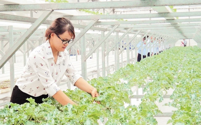 Mô hình trồng rau ứng dụng công nghệ cao tại Công viên phần mềm Quang Trung, quận 12.