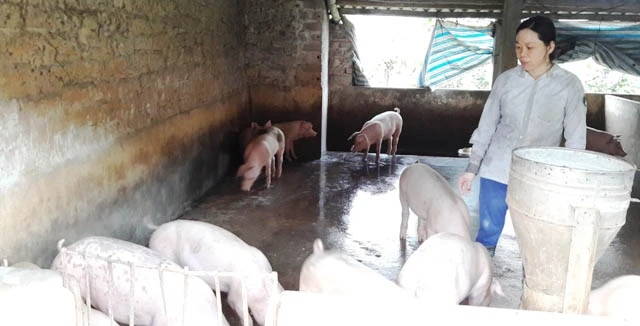 Nông dân Thanh Hóa chăm sóc, theo dõi đàn lợn nuôi trong chuồng trại.