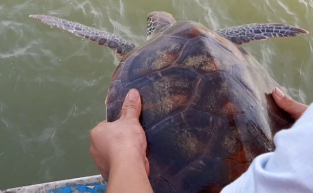 Cá thể rùa biển quý hiếm được cơ quan chức năng thả về với biển. 