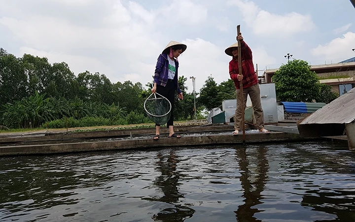 Công nhân HTX Thủy sản Xuyên Việt (Hải Dương) đang kiểm tra cá nuôi theo mô hình “sông trong ao” công nghệ Israel. Ảnh: DƯƠNG TIẾN