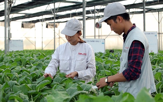 Mô hình sản xuất rau ứng dụng công nghệ cao tại huyện Thuận Thành (Bắc Ninh) của Công ty Delco.