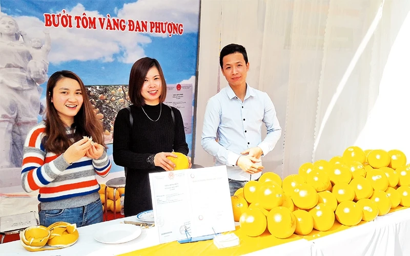Anh Nguyễn Duy Mạnh (ngoài cùng, bên phải) giới thiệu sản phẩm bưởi tôm vàng đến người tiêu dùng.