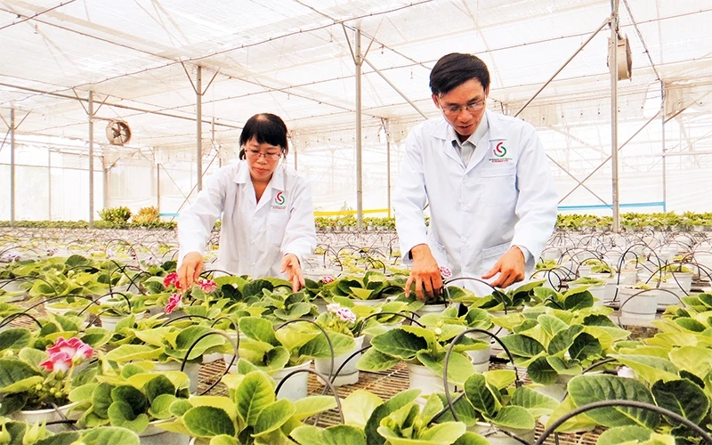 Các kỹ sư kiểm tra quá trình sinh trưởng của hoa lan tại Trung tâm Công nghệ sinh học TP Hồ Chí Minh. Ảnh: Khánh Trình