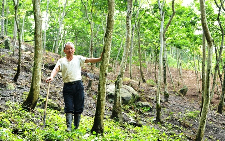 Rừng gỗ sưa tiền tỷ của ông Đặng Văn San tại xã Bản Qua, huyện Bát Xát (Lào Cai).