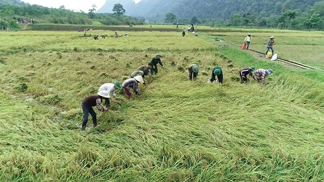 Người dân Minh Hóa thu hoạch lúa.