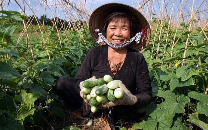 Người dân Khmer ở ấp Cái Giá, xã Hưng Hội, huyện Vĩnh Lợi (Bạc Liêu) thu hoạch hoa màu.