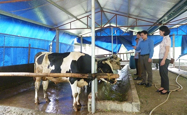 Liên kết chăn nuôi bò nhốt chuồng ở HTX Nông, lâm nghiệp dịch vụ Thành Công, xã Hùng Mỹ, huyện Chiêm Hóa (Tuyên Quang).