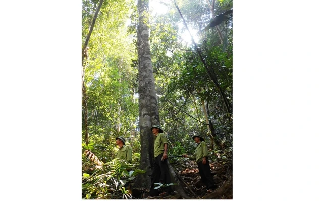 Hiện Lâm trường Trường Sơn (Quảng Bình) chỉ còn 27 người bảo vệ 32 nghìn ha rừng.