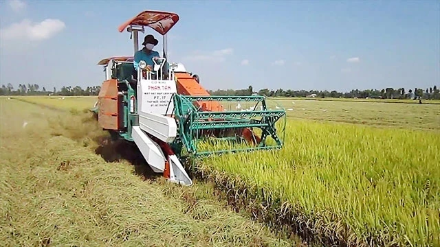 Thu hoạch lúa trên cánh đồng lớn ở TP Cần Thơ bằng máy gặt.