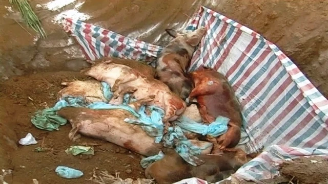 Tiêu hủy toàn bộ số lợn mắc bệnh dịch tả lợn châu Phi.