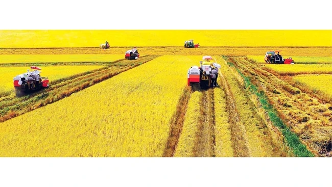 Để mở rộng thị trường xuất khẩu gạo phẩm cấp cao, các địa phương cần quy hoạch lại vùng trồng lúa theo hướng tập trung, áp dụng quy trình thực hành nông nghiệp tốt. Ảnh: NGUYỄN XUÂN HÃN
