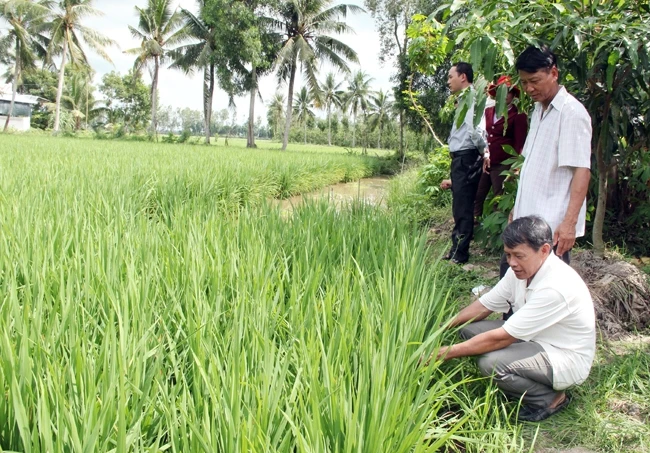 Mô hình trồng lúa thông minh của nông dân huyện Vị Thủy - Hậu Giang đang triển khai cho thấy nhiều hiệu quả bước đầu.