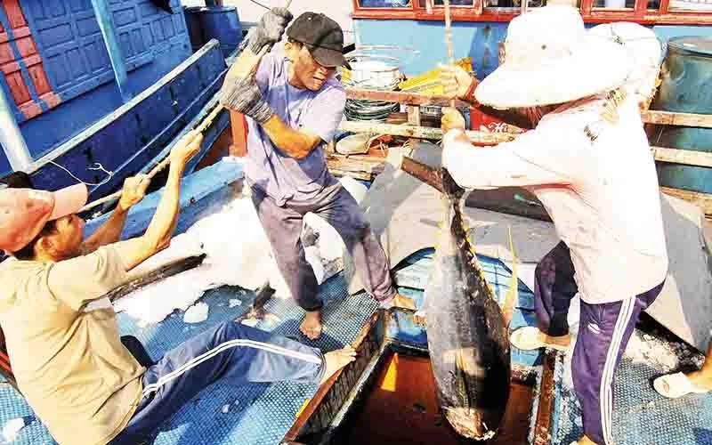 Vận chuyển cá ngừ đại dương tại cảng cá Tam Quan, thị trấn Tam Quan Bắc, Hoài Nhơn (Bình Ðịnh). Ảnh | Vũ Sinh – TTXVN