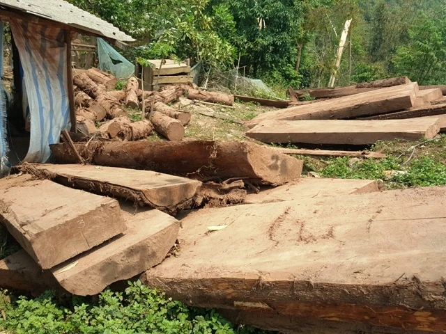 Tang vật vi phạm trong một vụ khai thác, cất giữ lâm sản trái phép tại huyện Nậm Pồ.