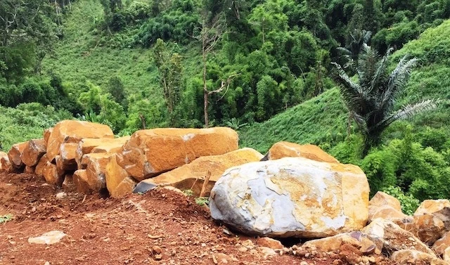 Một số lượng lớn đá cây khai thác trái phép trên đất quốc phòng chưa kịp vận chuyển đi tiêu thụ.