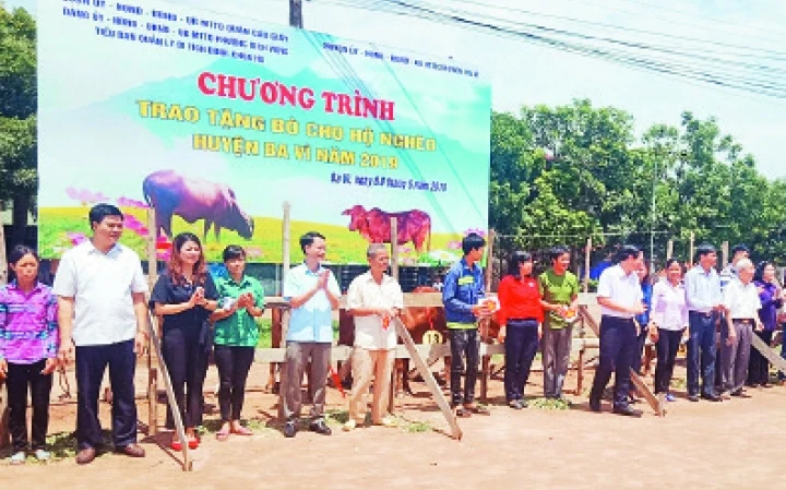 Đại diện MTTQ quận Cầu Giấy trong chương trình tặng bò cho các hộ nghèo tại huyện Ba Vì. Ảnh: PHAN HOA