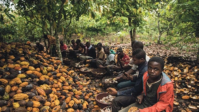 Lao động trẻ em trong một trang trại cacao. Ảnh: RACONTEUR