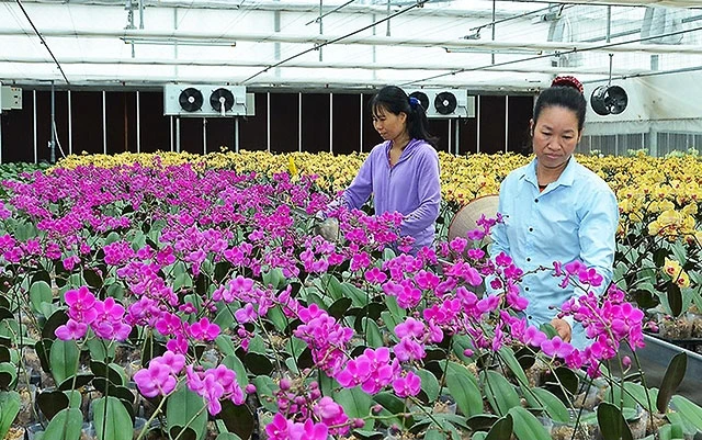 Mô hình trồng hoa lan trong nhà kính của người dân xã Đông Sơn, huyện Thủy Nguyên (TP Hải Phòng). Ảnh: TRUNG KIÊN